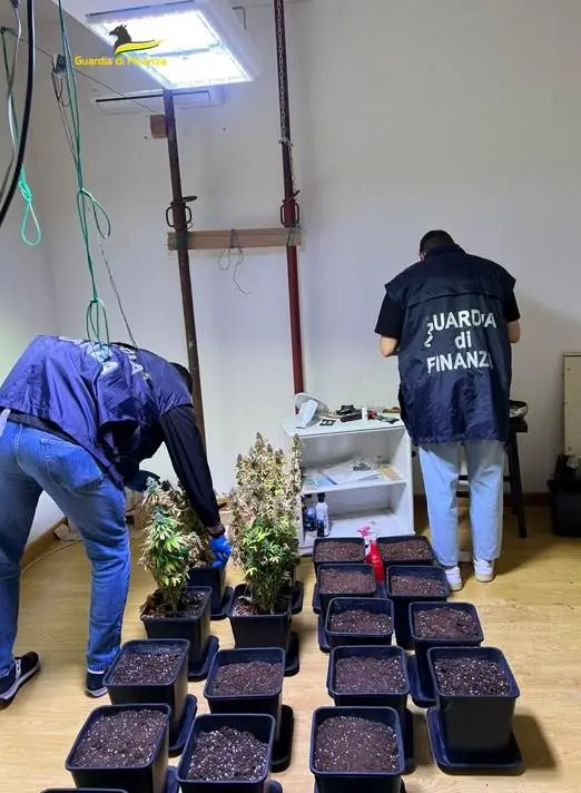  ‣ adn24 vicenza | scoperta piantagione di cannabis, denunciato 43enne foto