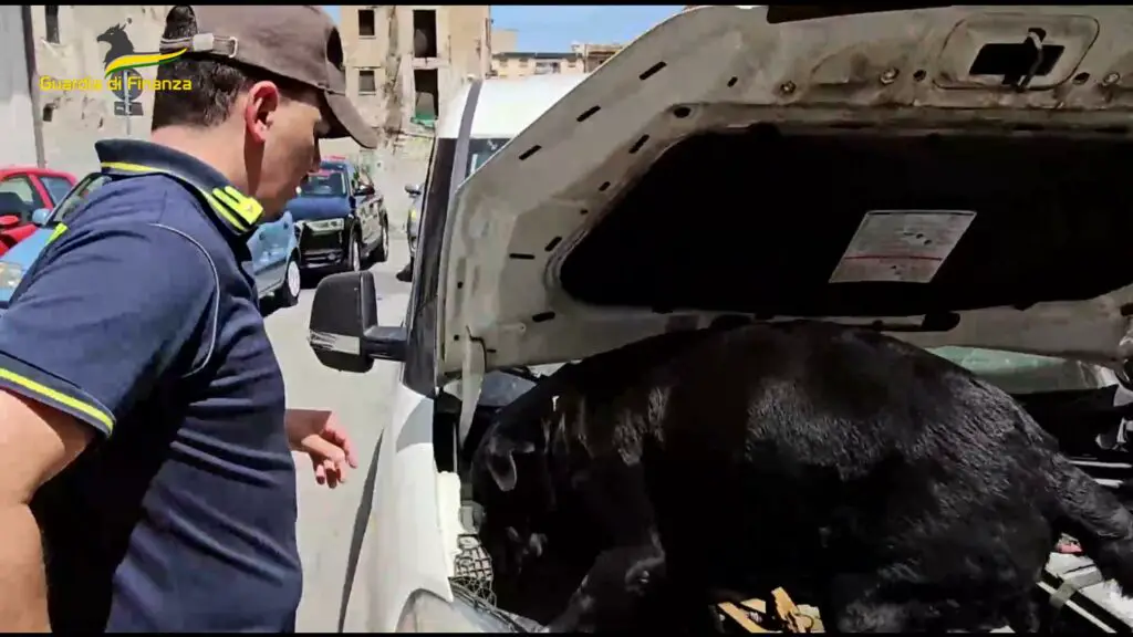  ‣ adn24 palermo | sequestrati 3,5 kg di cocaina in un furgone e arrestato pericoloso latitante foto