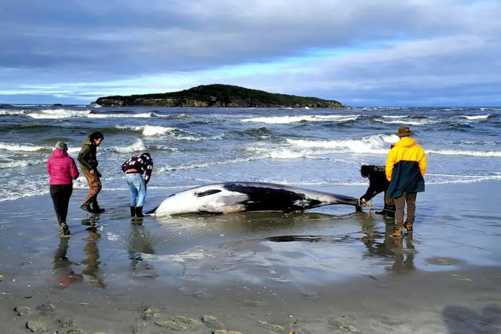  ‣ adn24 balena dai denti a spatola: una rarità assoluta spiaggiata in nuova zelanda